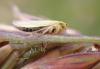 325400 – Photo : Catherine Reymonet-Smitten – France (19)